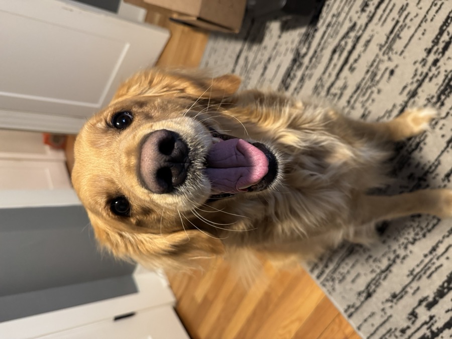 Remi, a golden retriever